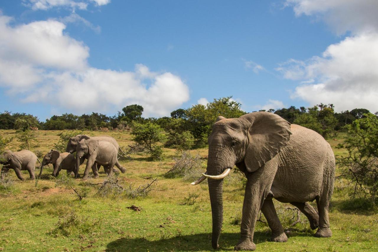 Pumba Private Game Reserve Грейамстаун Экстерьер фото