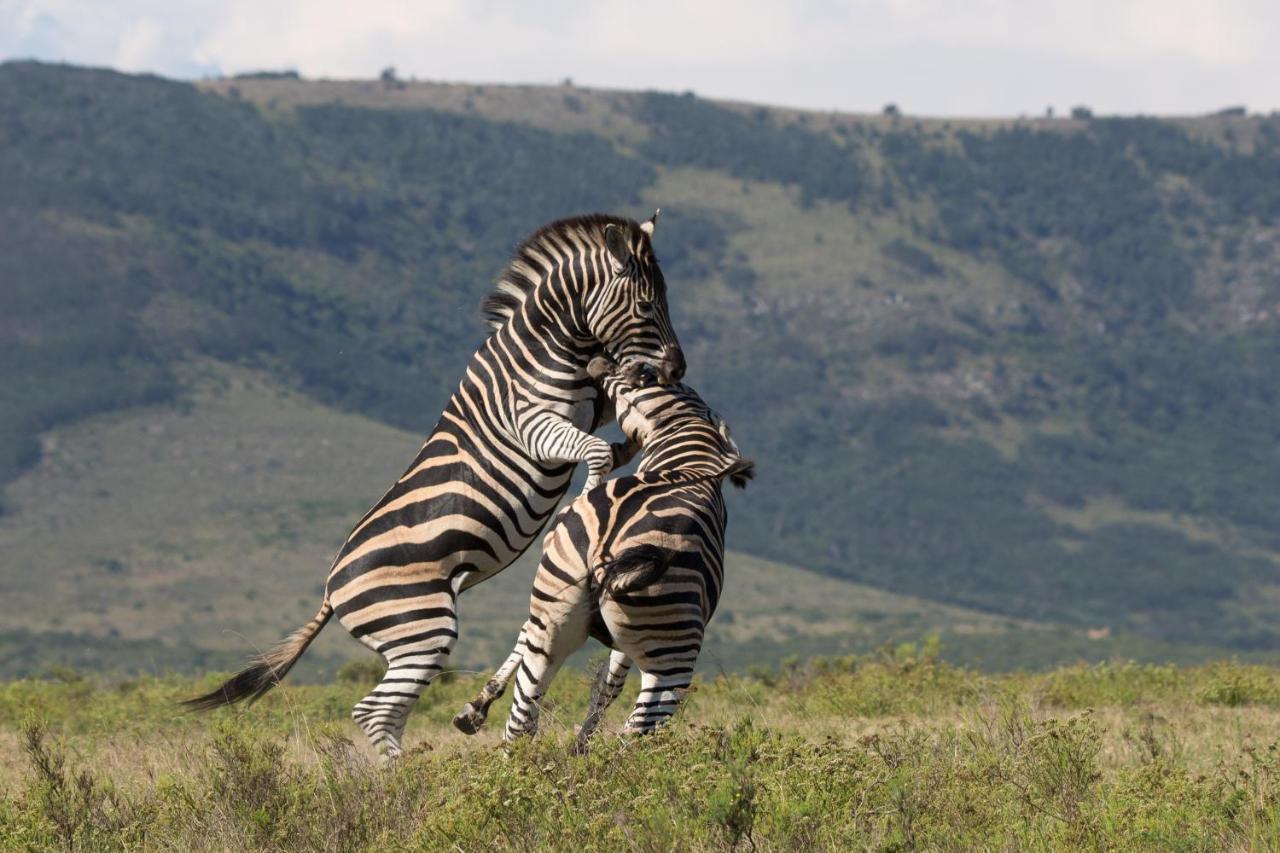 Pumba Private Game Reserve Грейамстаун Экстерьер фото