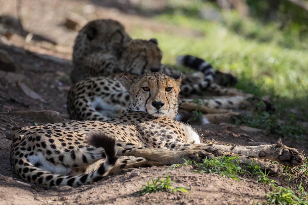 Pumba Private Game Reserve Грейамстаун Экстерьер фото