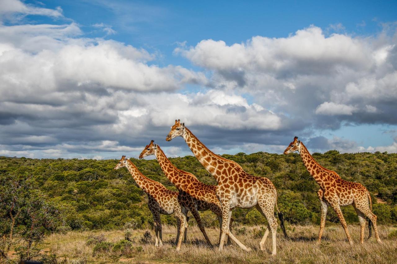Pumba Private Game Reserve Грейамстаун Экстерьер фото