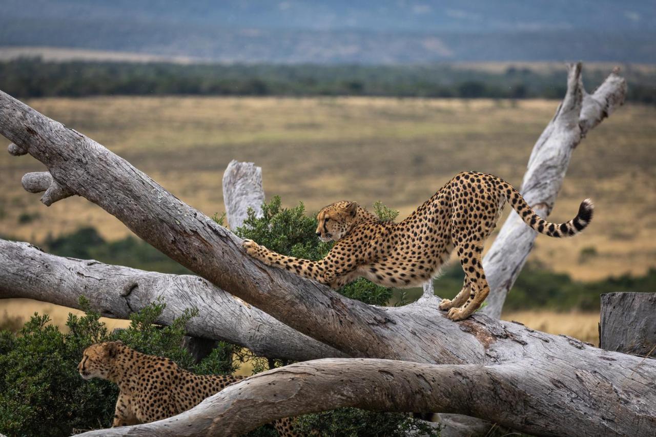 Pumba Private Game Reserve Грейамстаун Экстерьер фото