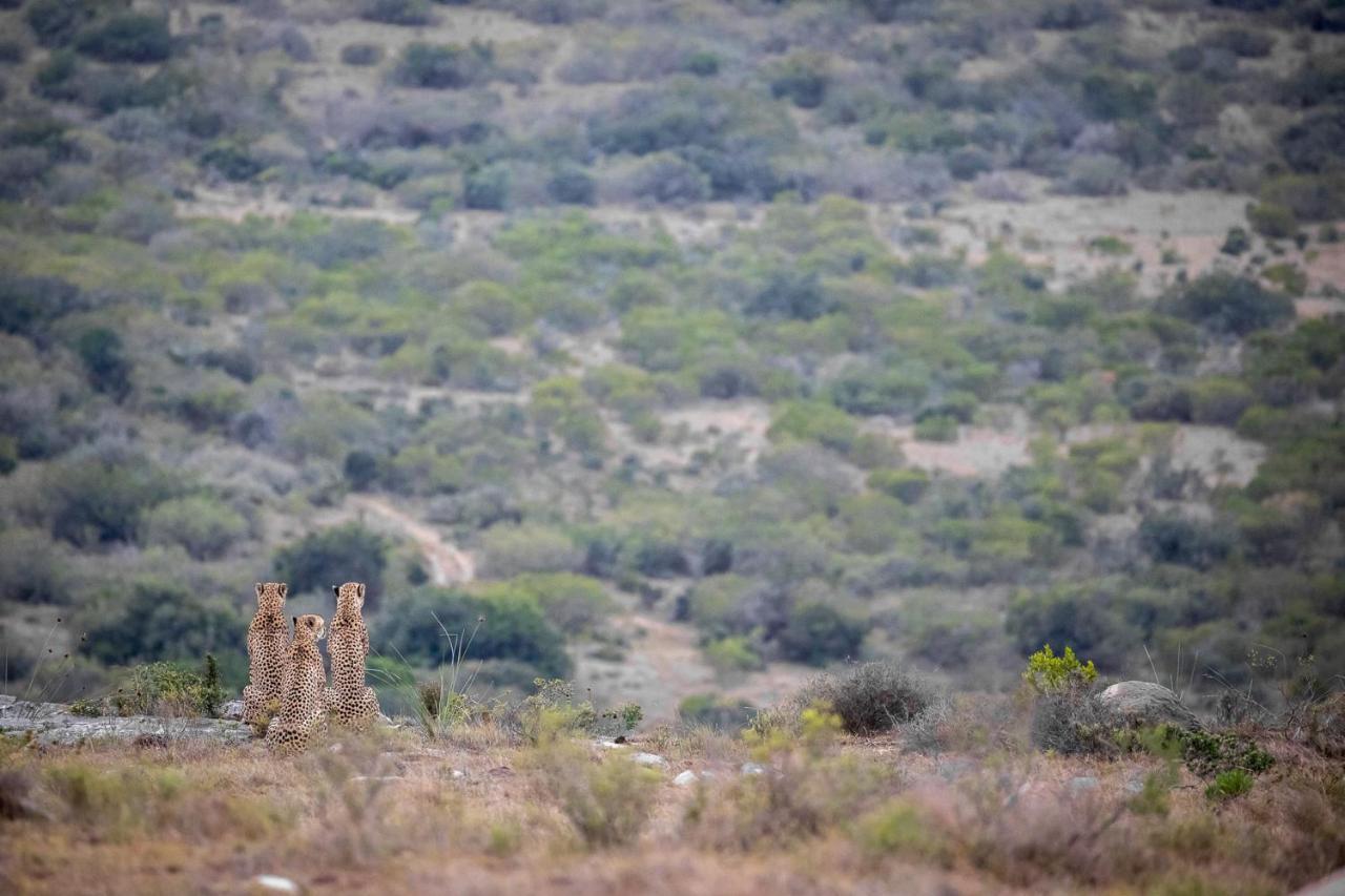 Pumba Private Game Reserve Грейамстаун Экстерьер фото